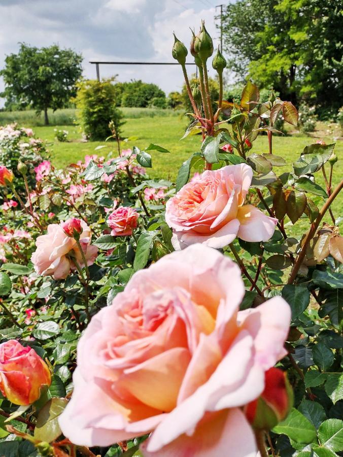 Agriturismo Fiorbello Montirone Екстер'єр фото